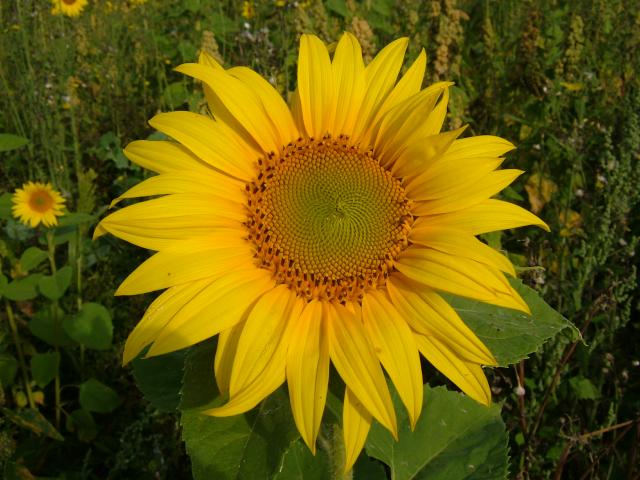 Helianthus annuus Sunflower Asteraceae Images