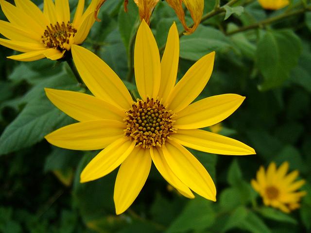 Helianthus tuberosus Jerusalem Artichoke Asteraceae Images