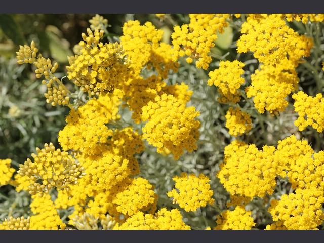 Helichrysum italicum Curry Plant Asteraceae Images