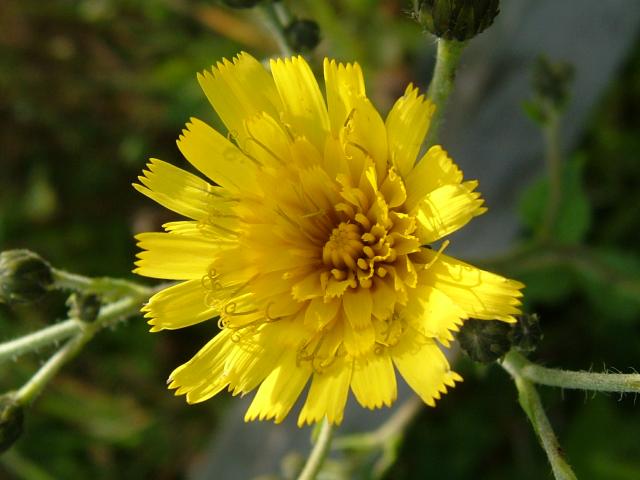 Hieracium sabaudum A Hawkweed Asteraceae Images