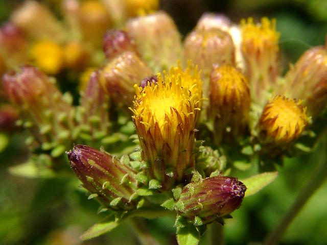 Inula conyzae Ploughmans Spikenard Asteraceae Images