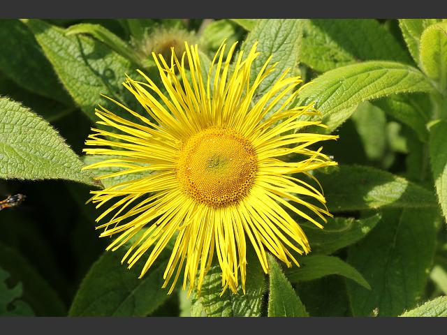 Inula hookeri Hookers Fleabane Asteraceae Images