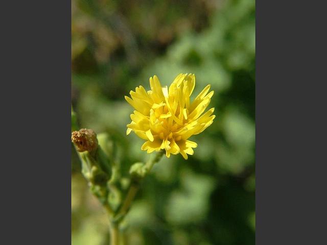 Lactuca sativa Garden Lettuce Asteraceae Images