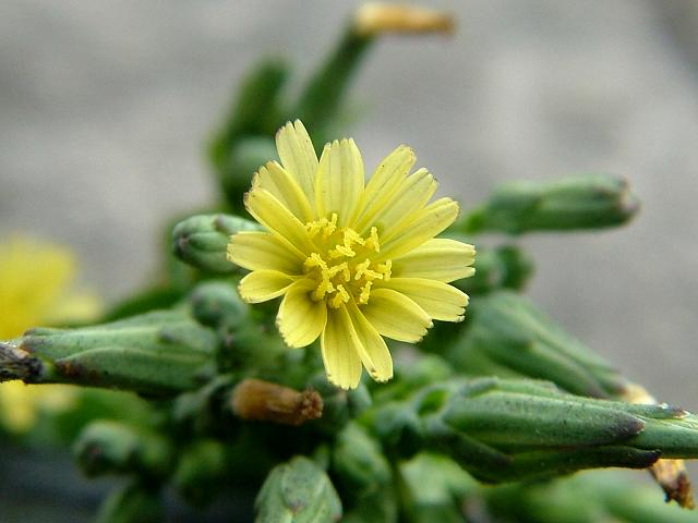 Lactuca serriola Prickly Lettuce or Compass Plant Asteraceae Images