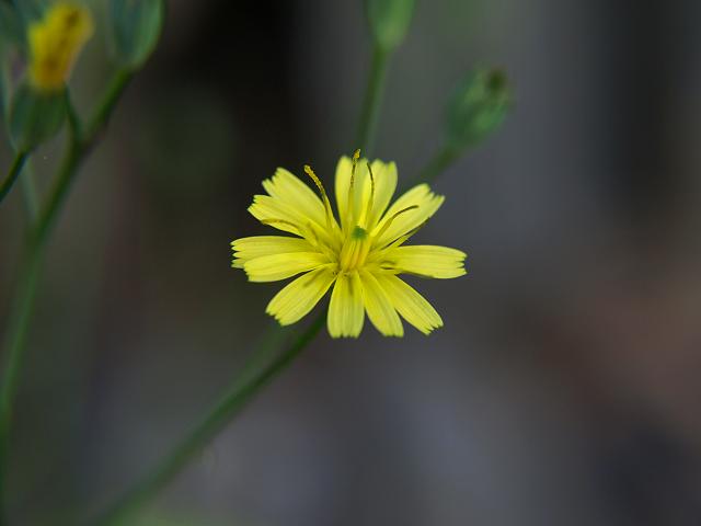 Lapsana communis Nipplewort Asteraceae Images