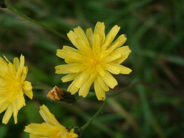 Leontodon autumnalis Autumn Hawkbit Asteraceae Images