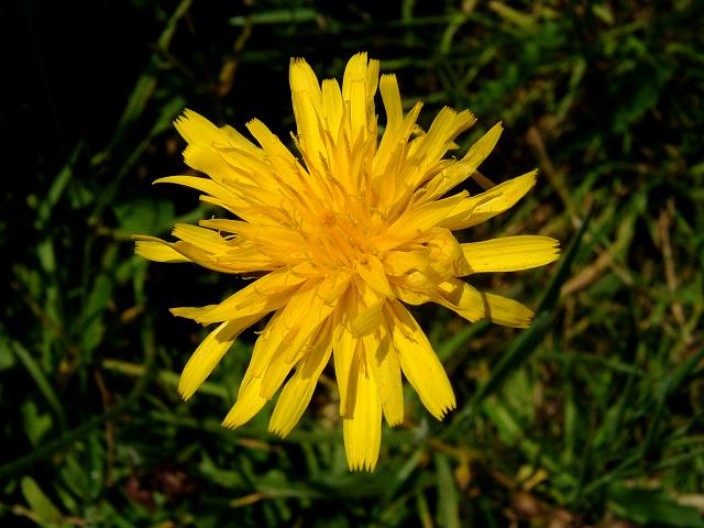 Leontodon hispidus Rough Hawkbit Asteraceae Images