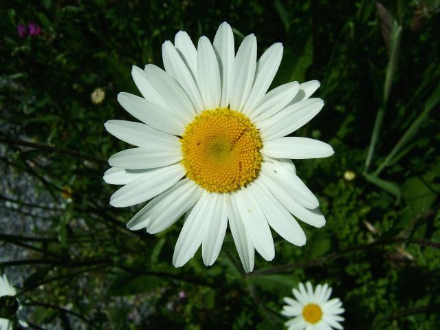 Leucanthemum vulgare Ox eye Daisy Asteraceae Images