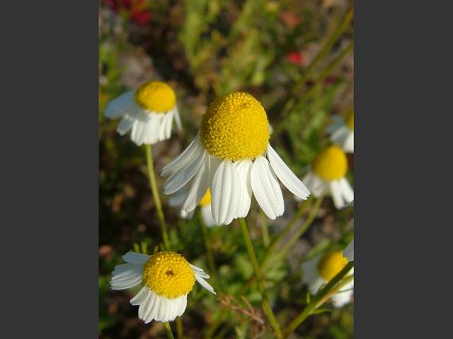 Matricaria recutita Scented Mayweed Asteraceae Images