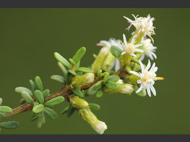 Olearia solandri Coastal Shrub Daisy Asteraceae Images