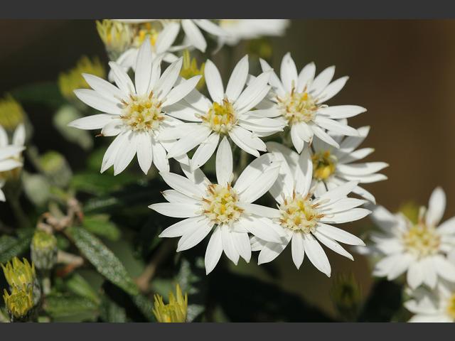 Olearia x scilloniensis Daisy Bush Asteraceae Images