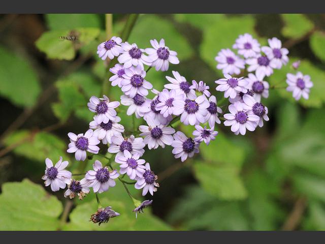 Pericallis hybrida Cineraria Asteraceae Images