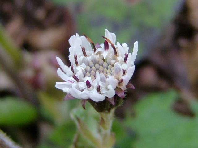 Petasites fragrans Winter Heliotrope Asteraceae Images