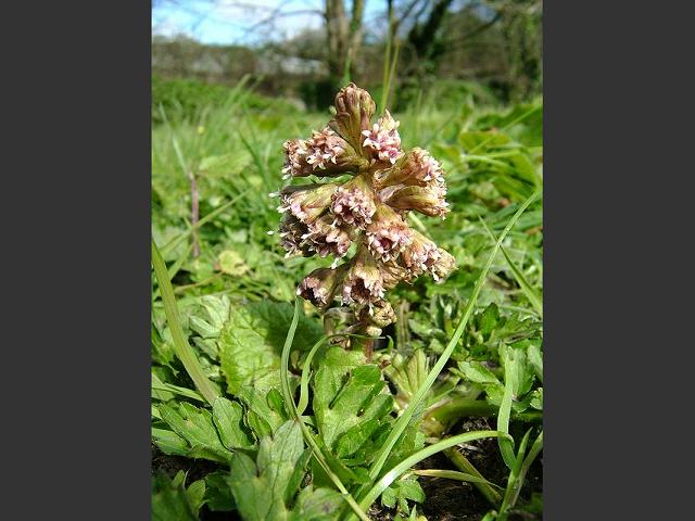 Petasites hybridus Butterbur Asteraceae Images