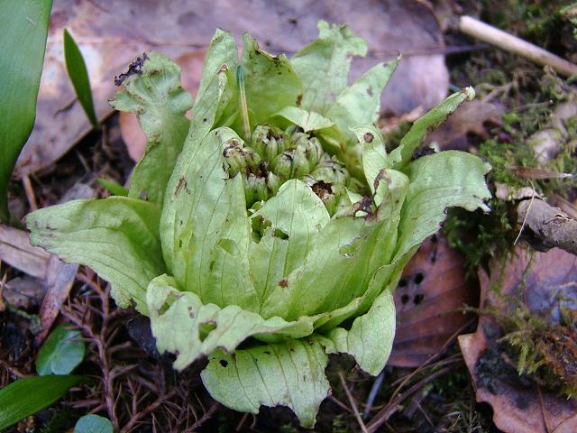 Petasites japonicus Giant Butterbur Asteraceae Images