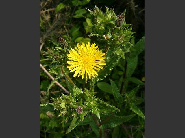 Picris echioides Bristly Oxtongue Asteraceae Images