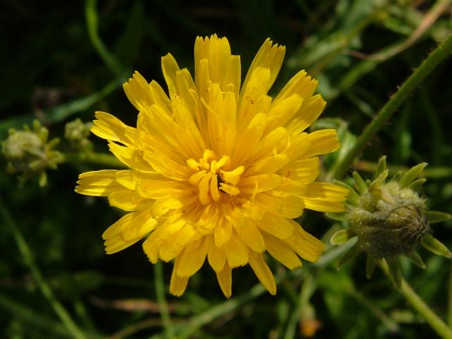 Picris hieracioides Hawkweed Oxtongue Asteraceae Images