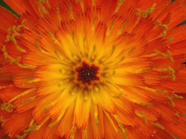 Pilosella aurantiaca Fox and Cubs Asteraceae Images
