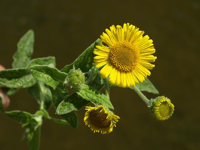 Pulicaria dysenterica Common Fleabane Asteraceae Images