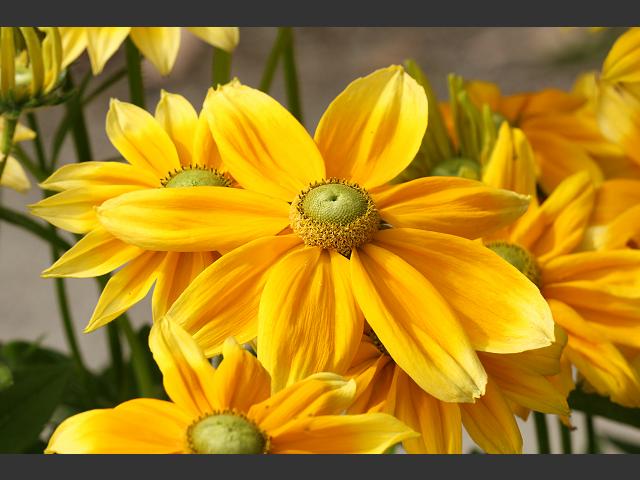 Rudbeckia hirta hybrid Golden Coneflower Asteraceae Images