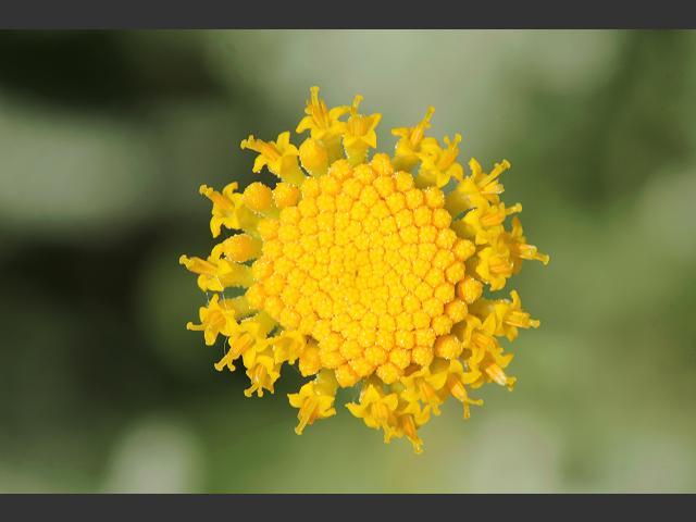 Santolina chamaecyparissus Cotton Lavender Asteraceae Images