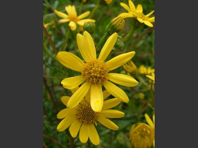 Senecio aquaticus Marsh Ragwort Asteraceae Images