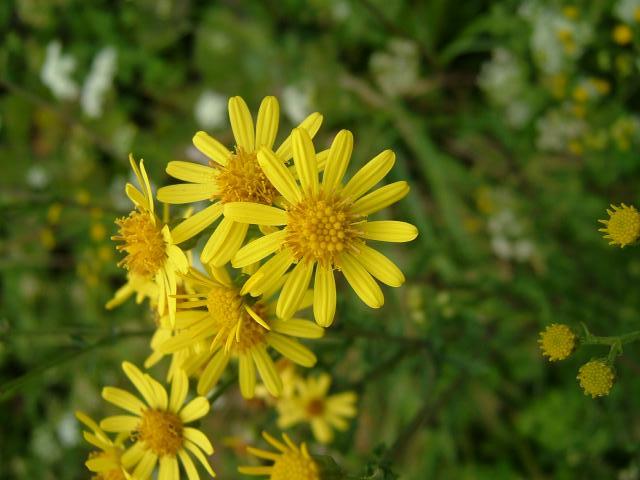 Senecio erucifolius Hoary Ragwort Asteraceae Images