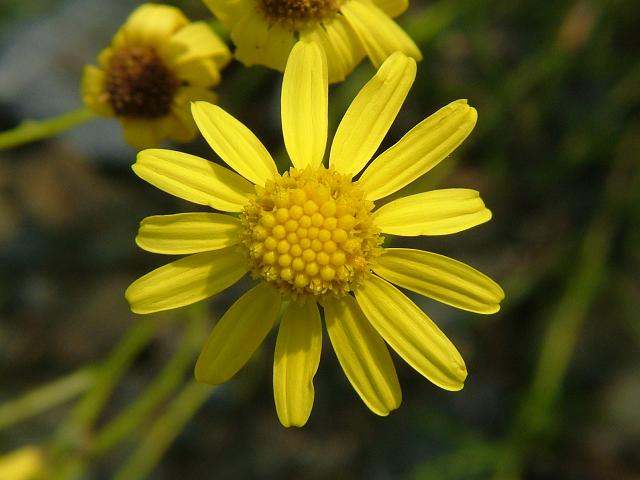 Senecio inaequidens Narrow leaved Ragwort Asteraceae Images