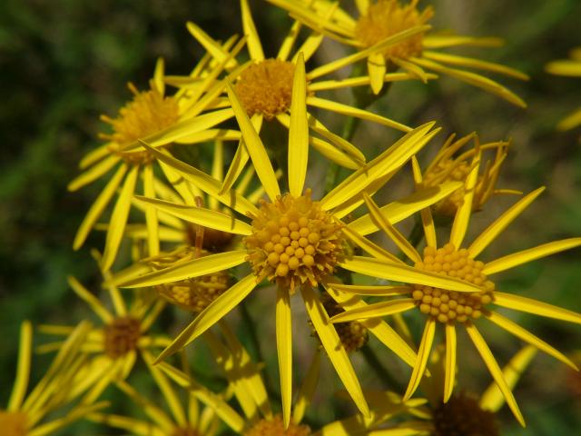 Senecio jacobaea Common Ragwort Asteraceae Images