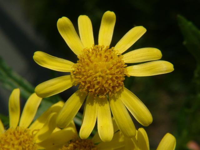 Senecio squalidus Oxford Ragwort Asteraceae Images