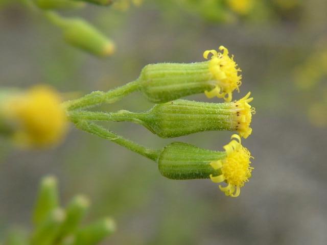 Senecio sylvaticus Heath Groundsel Asteraceae Images