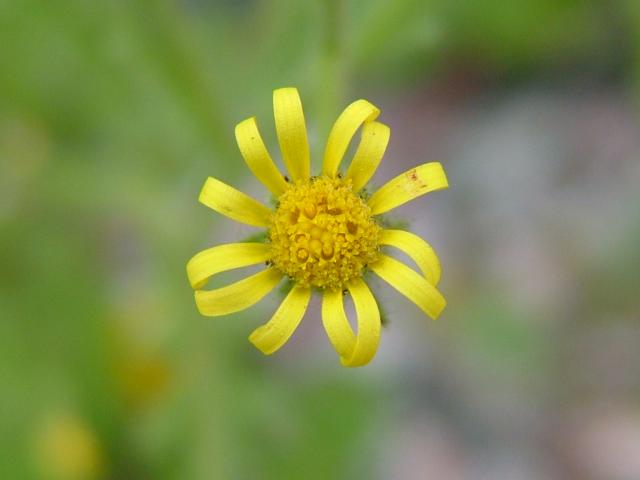 Senecio viscosus Sticky Groundsel Asteraceae Images