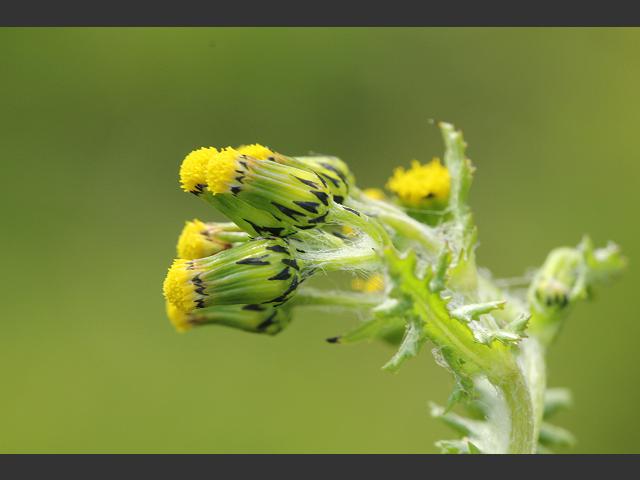 Senecio vulgaris Groundsel Asteraceae Images
