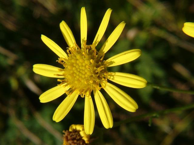 Senecio x ostenfeldii jacobea x aquaticus Asteraceae Images