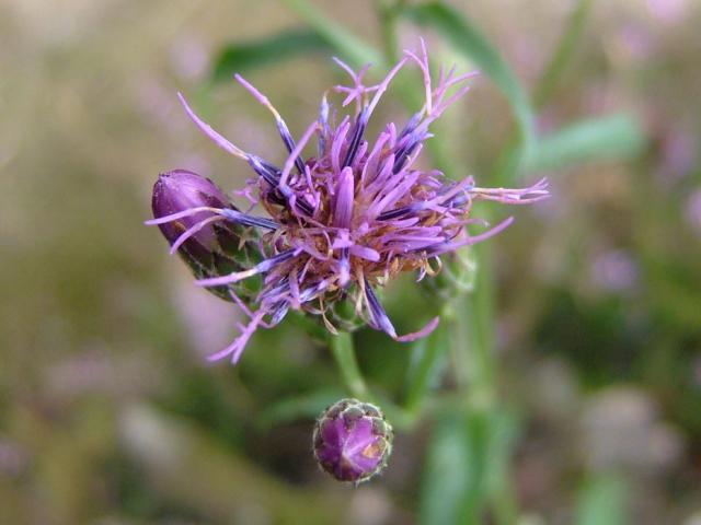 Serratula tinctoria Saw wort Asteraceae Images