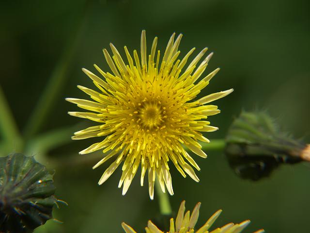 Sonchus oleraceus Smooth Sow thistle Asteraceae Images