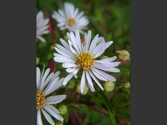 Symphyotrichum lanceolatum synonym Aster lanceolatus Narrow leaved Michaelmas Daisy Asteraceae Images