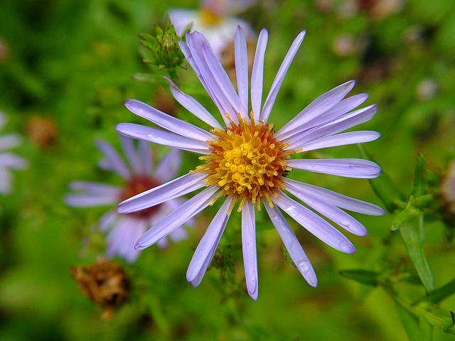 Symphyotrichum x salignum synonym Aster x salignus Common Michaelmas Daisy Asteraceae Images