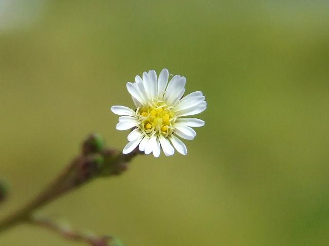 Symphyotrichum subulatum synonym Aster squamatus Annual Saltmarsh Aster Asteraceae Images