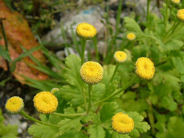 Tanacetum parthenium Feverfew Asteraceae Images