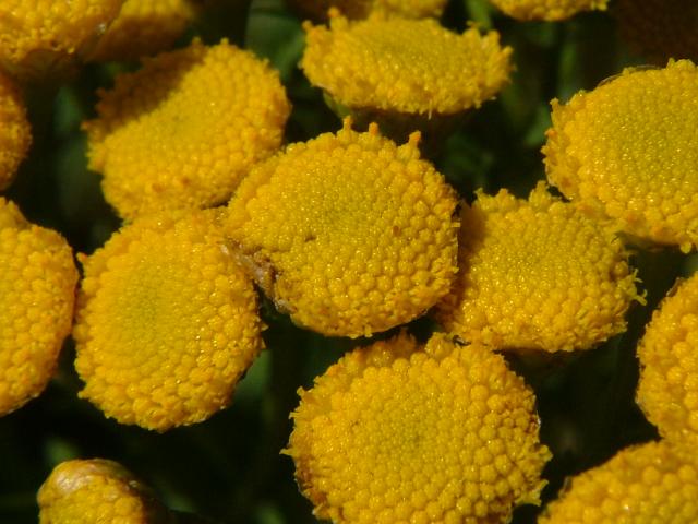 Tanacetum vulgare Tansy Asteraceae Images