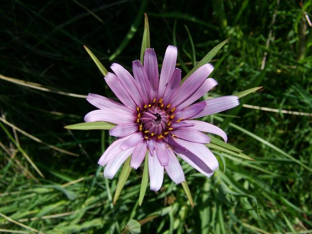 Tragopogon porrifolius Salsify Asteraceae Images