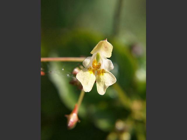 Impatiens parviflora Small Balsam Balsaminaceae Images