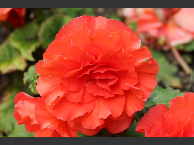 Begonia x tuberhybrida Tuberous Begonia Begoniaceae Images