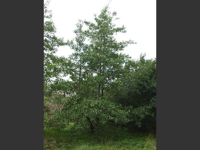 Alnus cordata Italian Alder Betulaceae Images