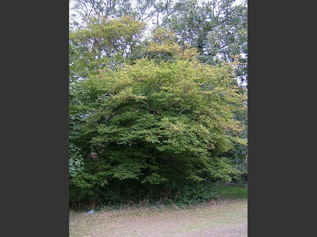 Carpinus betulus Hornbeam Betulaceae Images