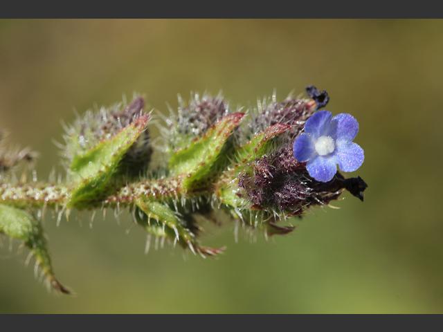 Anchusa officinalis Alkanet Boraginaceae Images