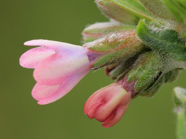 Anchusa x baumgartenii Hybrid Alkanet Boraginaceae Images