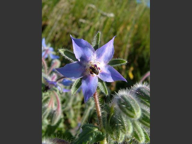 Borago officinalis Borage Boraginaceae Images