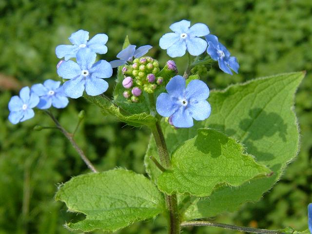 Brunnera macrophylla Great Forget me not Boraginaceae Images